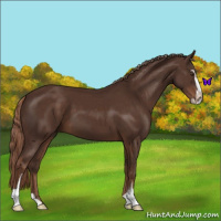 Horse Color:Liver Chestnut Sabino 