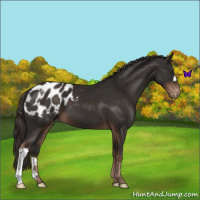 Horse Color:Liver Chestnut Appaloosa 