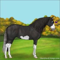 Horse Color:Liver Chestnut Splash Frame