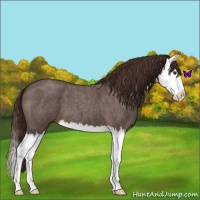 Horse Color:Liver Red Roan Splash 