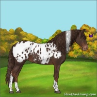 Horse Color:Liver Chestnut Tobiano Appaloosa
