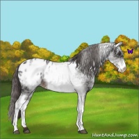 Horse Color:White Spotted Liver Chestnut Blanket