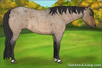Horse Color:Bay Roan Dun