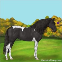 Horse Color:Liver Chestnut Tobiano 