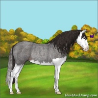 Horse Color:Liver Red Roan Splash Rabicano 