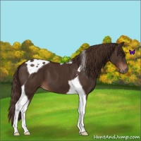 Horse Color:Liver Chestnut Tobiano 