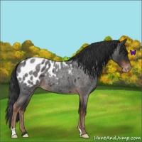 Horse Color:Liver Red Roan Blanket 