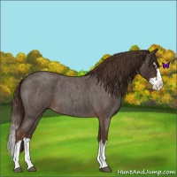 Horse Color:Liver Red Roan Splash 