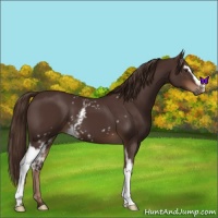Horse Color:White Spotted Liver Chestnut 