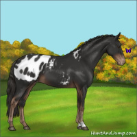 Horse Color:Liver Chestnut Near Leopard 