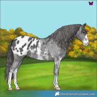 Horse Color:Liver Chestnut Sabino Appaloosa