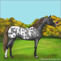 Horse Color:Liver Red Roan Sabino Near Leopard Rabicano 