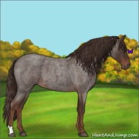 Horse Color:Liver Red Roan 