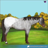 Horse Color:Liver Red Roan Snowcap 