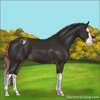 Horse Color:Liver Chestnut Splash Appaloosa 