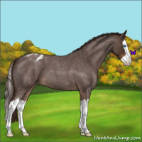 Horse Color:Liver Red Roan Splash Appaloosa 