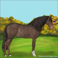 Horse Color:Liver Chestnut Appaloosa Rabicano 