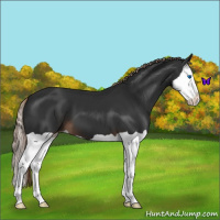 Horse Color:Liver Chestnut Splash 