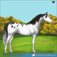 Horse Color:Liver Chestnut Splash Appaloosa Rabicano 