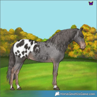 Horse Color:Liver Chestnut Appaloosa 
