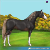 Horse Color:White Spotted Liver Chestnut 