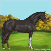 Horse Color:Liver Chestnut Appaloosa 