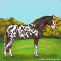 Horse Color:White Spotted Liver Chestnut Splash Appaloosa Rabicano 