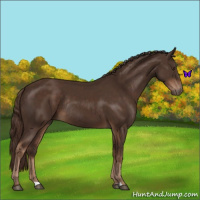 Horse Color:Liver Chestnut Rabicano 