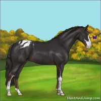 Horse Color:Liver Chestnut Sabino Varnish