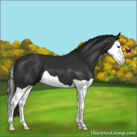 Horse Color:Liver Chestnut Splash 