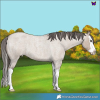 Horse Color:Liver Red Dun Roan Splash Varnish 