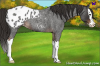 Horse Color:Liver Red Roan Splash Varnish 