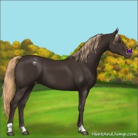 Horse Color:Liver Chestnut Varnish 