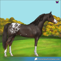 Horse Color:Liver Chestnut Appaloosa 