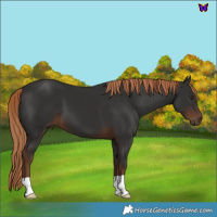 Horse Color:Liver Chestnut