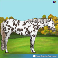 Horse Color:Liver Chestnut Near Leopard 