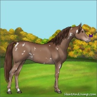 Horse Color:White Spotted Liver Chestnut