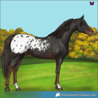 Horse Color:Liver Chestnut Appaloosa 