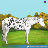 Horse Color:Liver Chestnut Near Leopard 