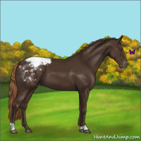 Horse Color:Liver Chestnut Appaloosa 