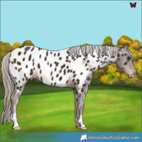 Horse Color:Liver Chestnut Appaloosa 