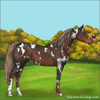 Horse Color:White Spotted Liver Chestnut 