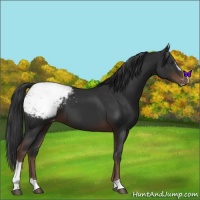 Horse Color:Liver Chestnut Sabino Snowcap 