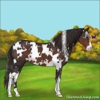 Horse Color:White Spotted Liver Chestnut Sabino 