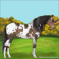 Horse Color:White Spotted Liver Chestnut 