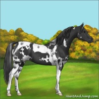 Horse Color:White Spotted Black Tobiano 