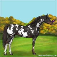 Horse Color:White Spotted Liver Chestnut 