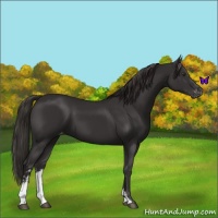 Horse Color:Liver Chestnut Sabino Appaloosa 