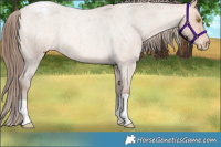 Horse Color:Amber Champagne Roan Appaloosa Rabicano 