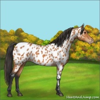 Horse Color:Bay Appaloosa 